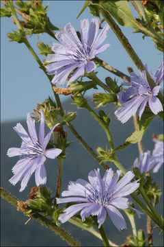 Image of chicory