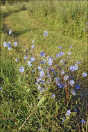 Image of chicory