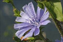 Image of chicory