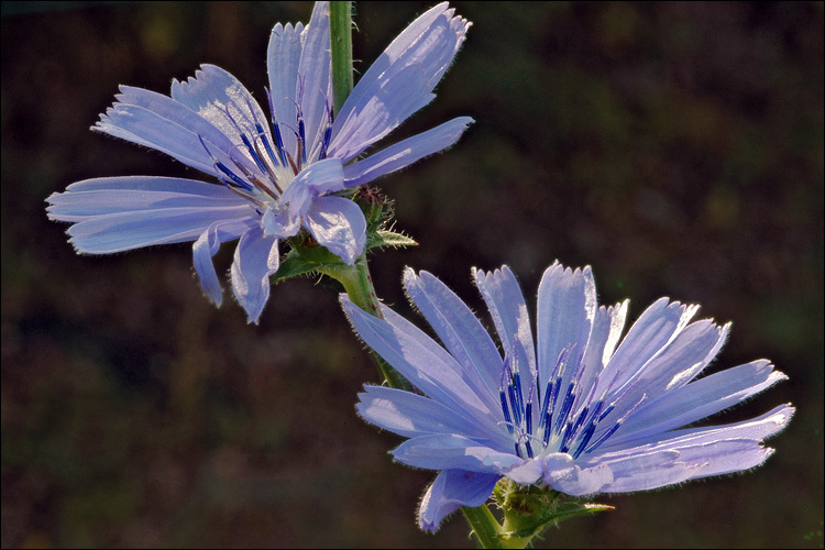 Image of chicory