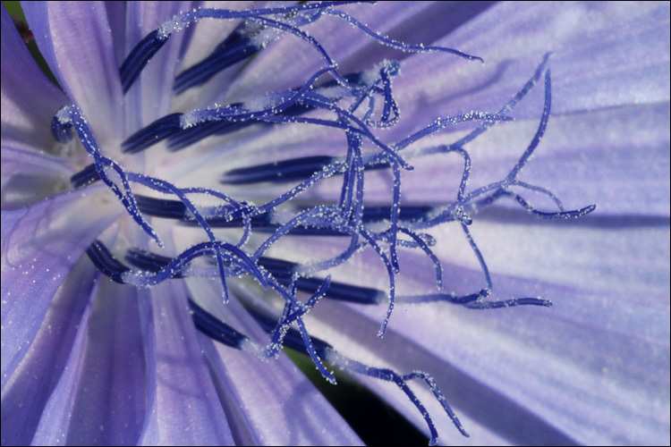 Image of chicory