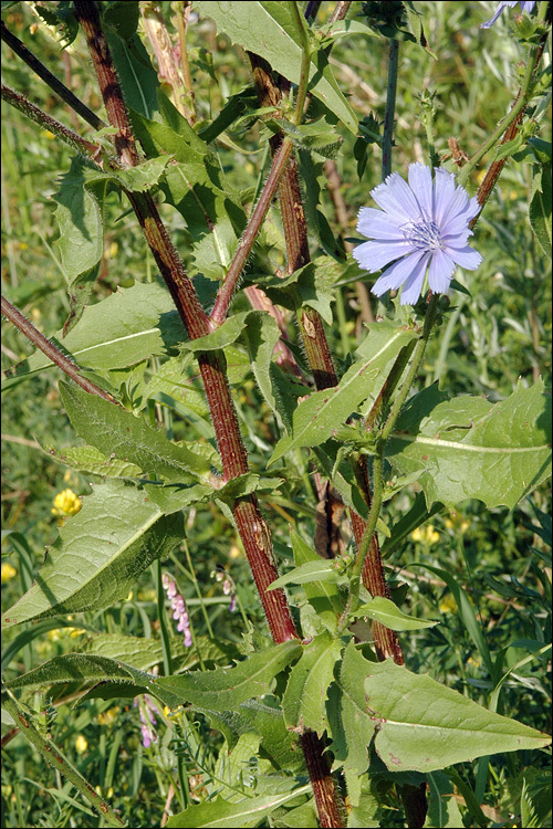 Image of chicory