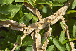 Image of <i>Ulmus canescens</i>