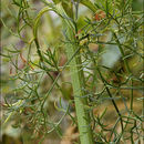 Image of <i>Ligusticum seguieri</i>