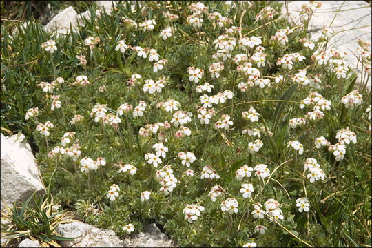 Image of Androsace villosa L.