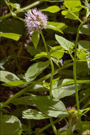 Image of Water Mint