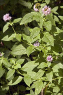 Image of Water Mint