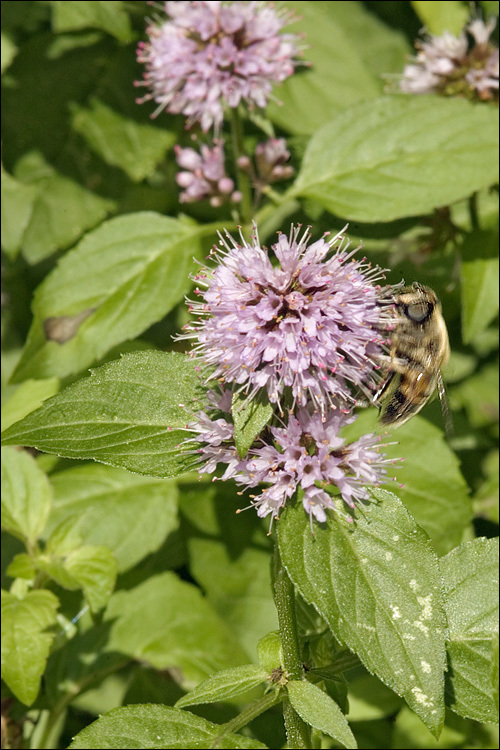 Image of Water Mint