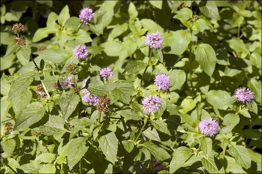 Image of Water Mint