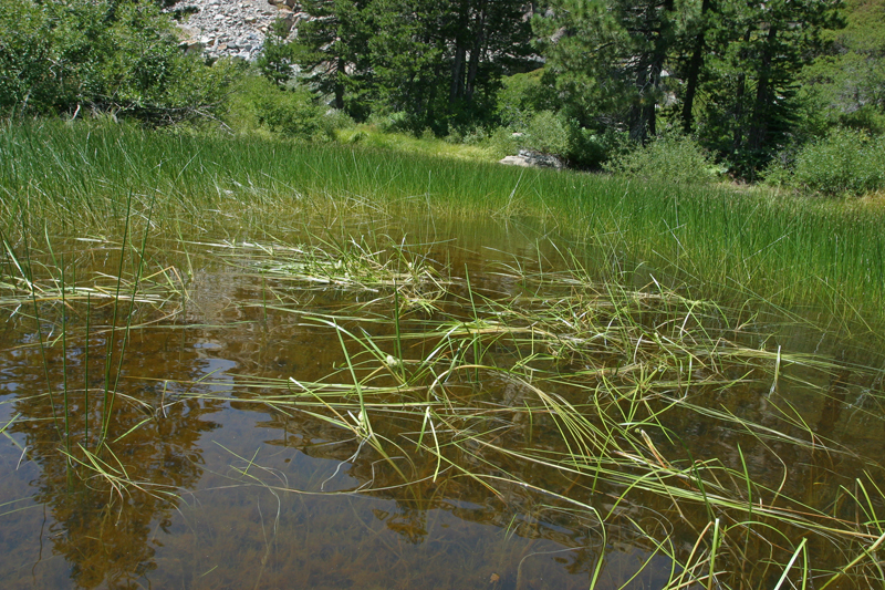 Image of European bur-reed