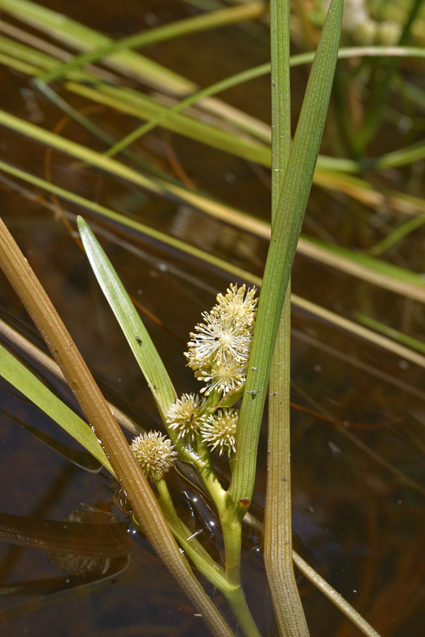 Image of European bur-reed