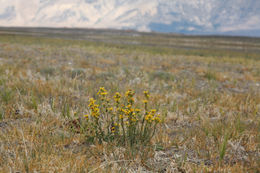 Image of clustered goldenweed