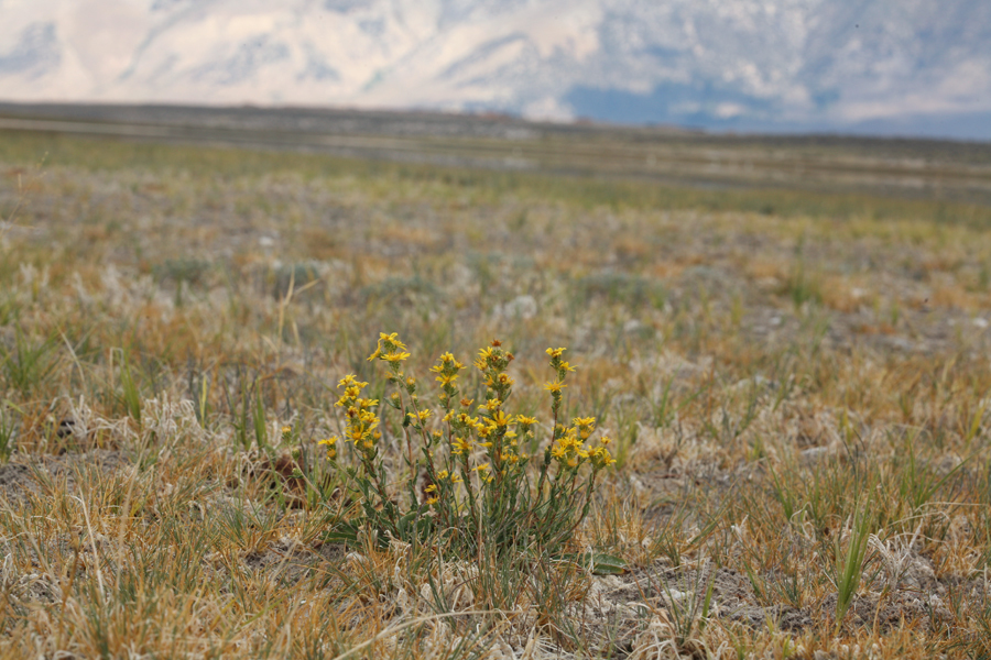 Imagem de Pyrrocoma racemosa var. sessiliflora (E. Greene) Mayes ex G. K. Brown & D. J. Keil