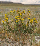 Image of clustered goldenweed