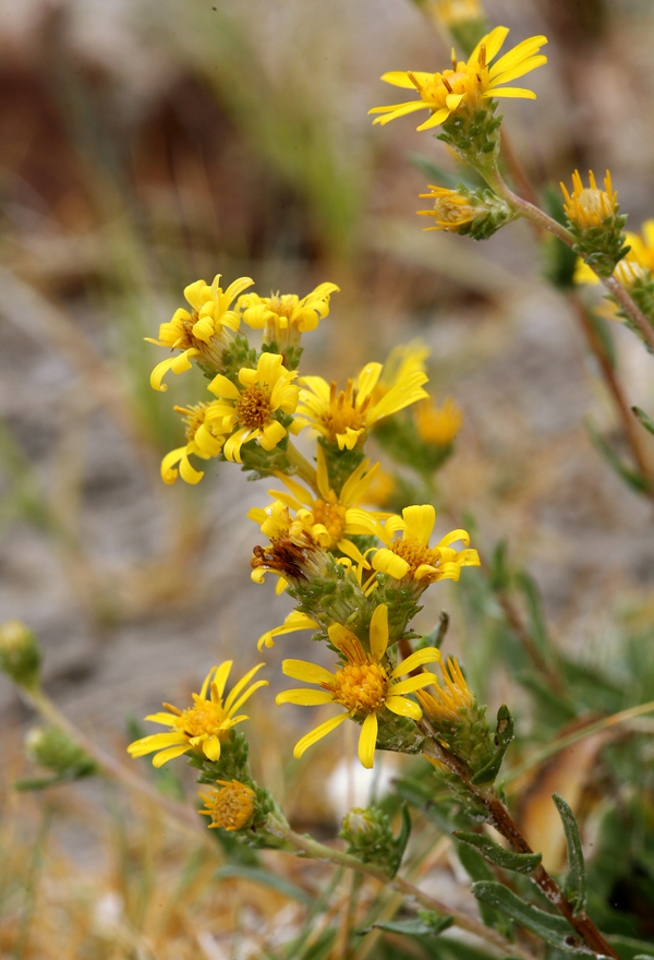 Imagem de Pyrrocoma racemosa var. sessiliflora (E. Greene) Mayes ex G. K. Brown & D. J. Keil