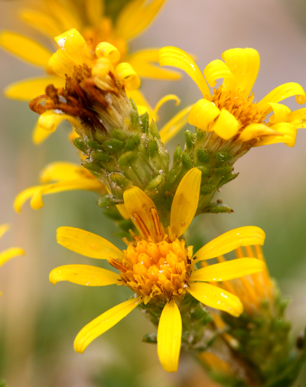 Imagem de Pyrrocoma racemosa var. sessiliflora (E. Greene) Mayes ex G. K. Brown & D. J. Keil