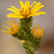 Image of clustered goldenweed