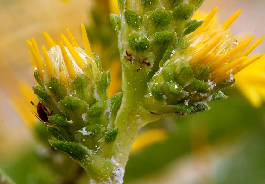 Image of clustered goldenweed