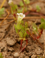 Image de Gratiola ebracteata Benth. ex A. DC.