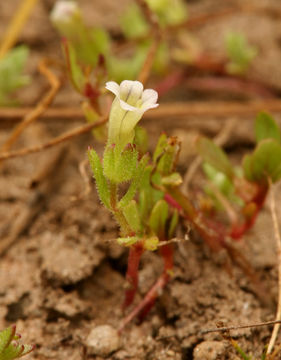 Image of bractless hedgehyssop