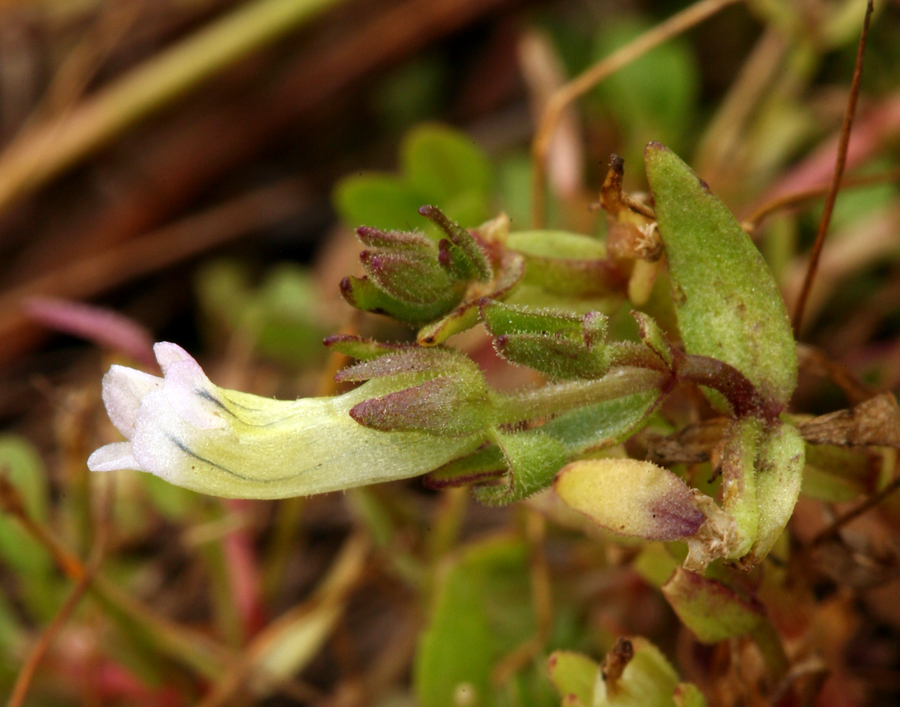 Image de Gratiola ebracteata Benth. ex A. DC.