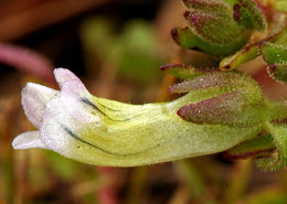 Image de Gratiola ebracteata Benth. ex A. DC.