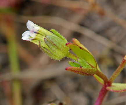 Image of bractless hedgehyssop