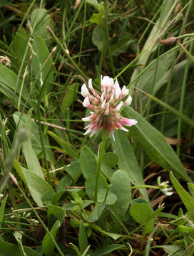 Image of white clover