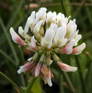 Image of white clover