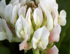 Image of white clover