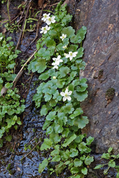 Image of Waterfall False Buttercup