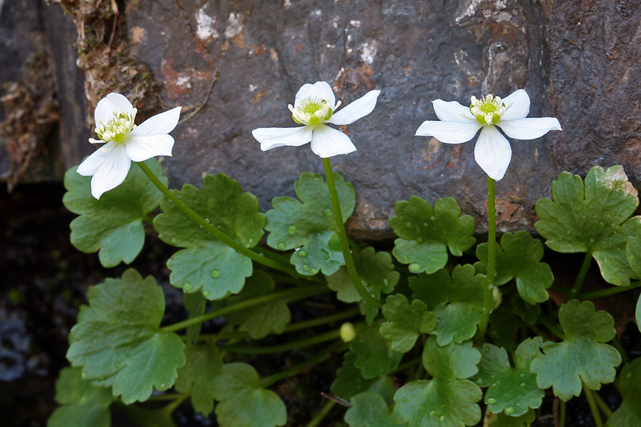 Image of Waterfall False Buttercup