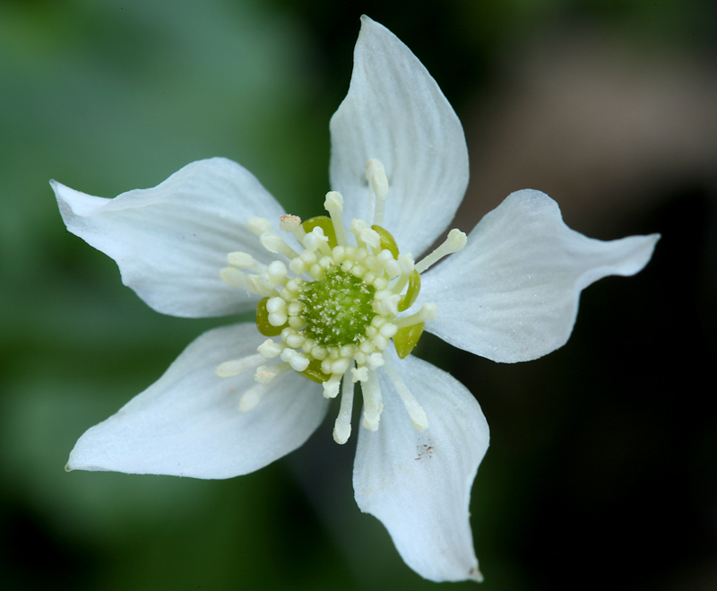 Image of Waterfall False Buttercup