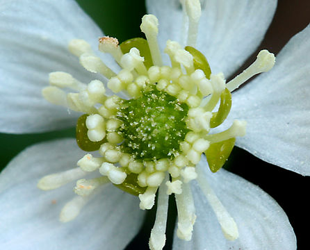 Image of Waterfall False Buttercup