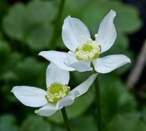 Image of Waterfall False Buttercup