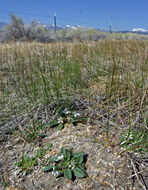 Image of California Monkey-Fiddle