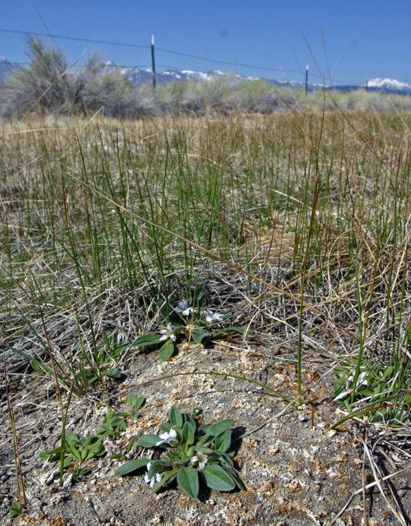 Image of California Monkey-Fiddle