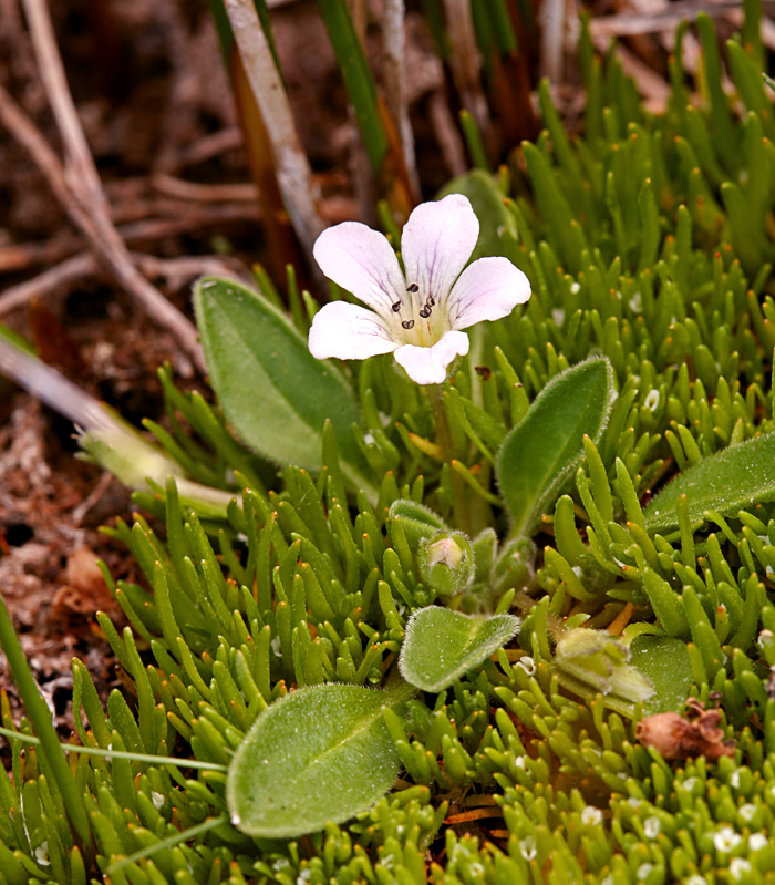 Image of California Monkey-Fiddle