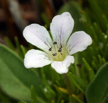 Слика од Hesperochiron californicus (Benth.) S. Wats.