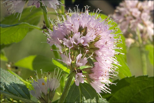 Image of Water Mint