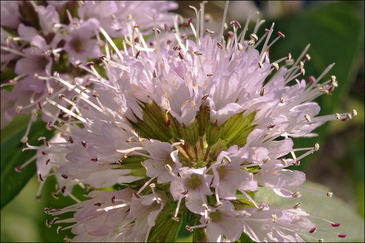 Image of Water Mint