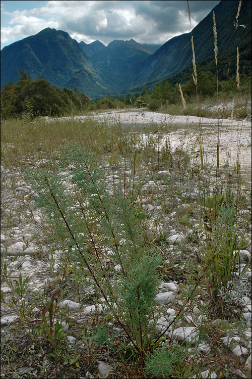 Image of German Tamarisk