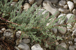 Image of German Tamarisk