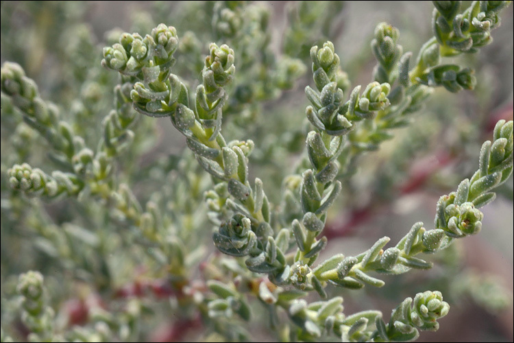 Image of German Tamarisk