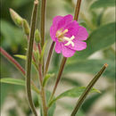 Imagem de Epilobium hirsutum L.