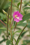 Слика од Epilobium hirsutum L.