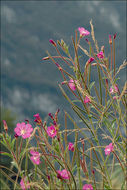 Слика од Epilobium hirsutum L.