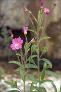 Слика од Epilobium hirsutum L.