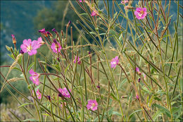 Слика од Epilobium hirsutum L.