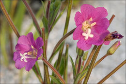 Слика од Epilobium hirsutum L.